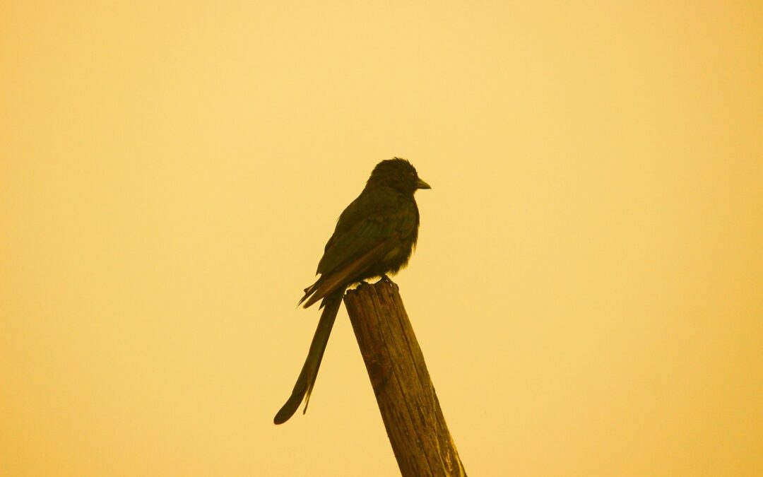 📈 Long-Tail Conversion Keywords / Unlocking Secret Searches: How Specific…