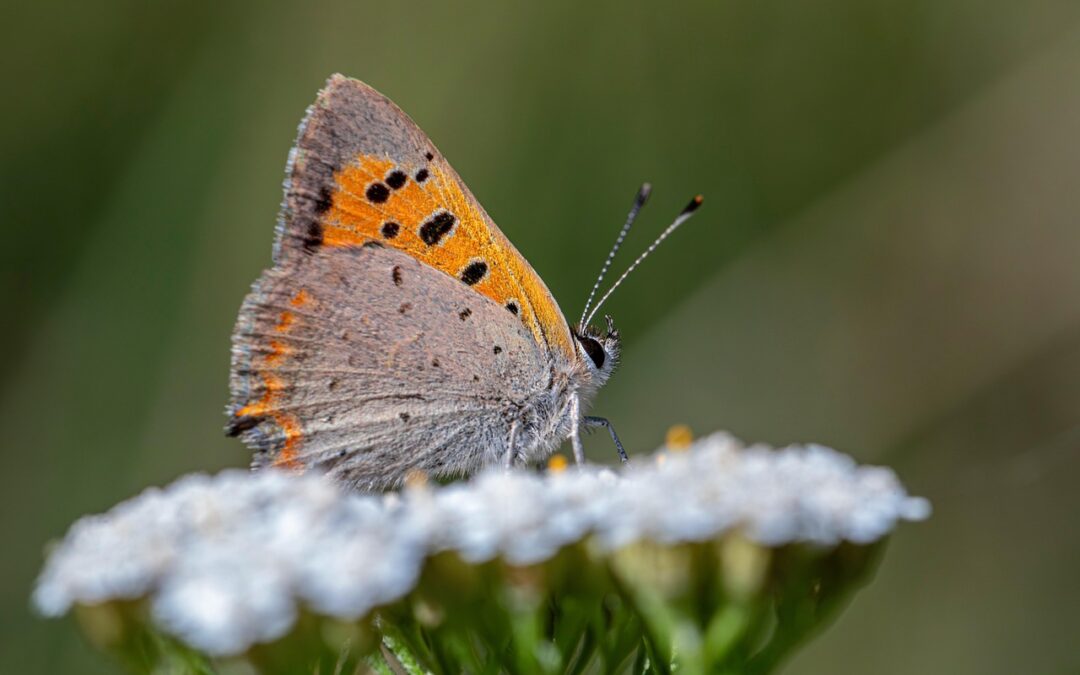 Copper Mountain Snowmobile Rental – Copper Mountain Adventures: Zip Through…