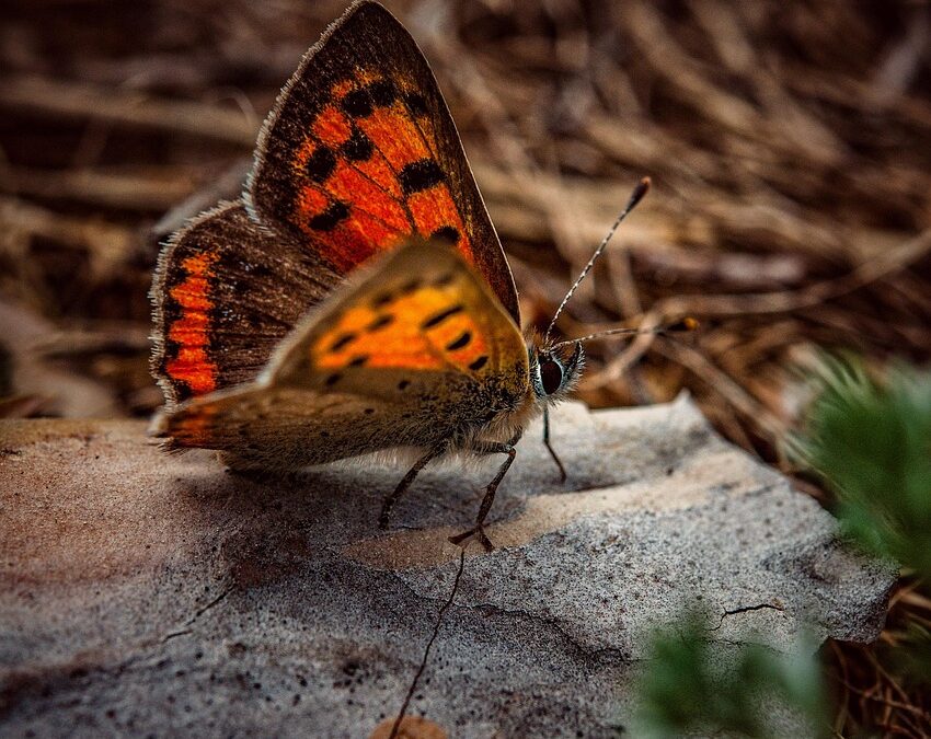 Copper Mountain Snowmobile Rental &raquo; Zoom Through Winter: Your Guide…