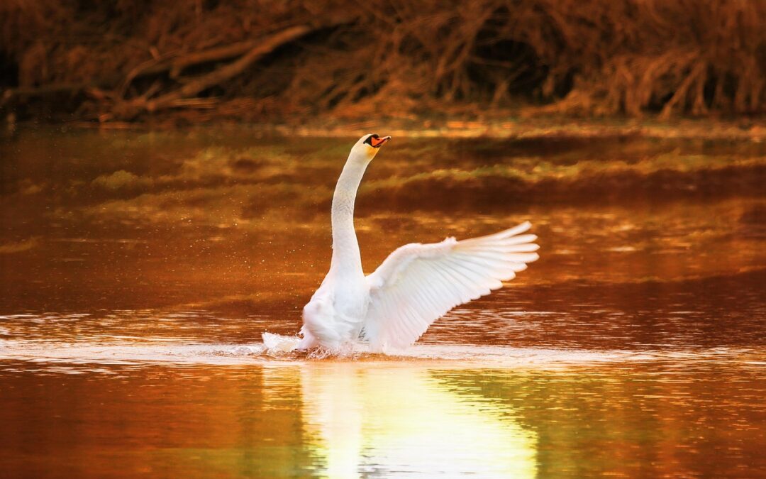 Swan River Valley Snowmobile Rentals, Colorado: Get Ready For A…