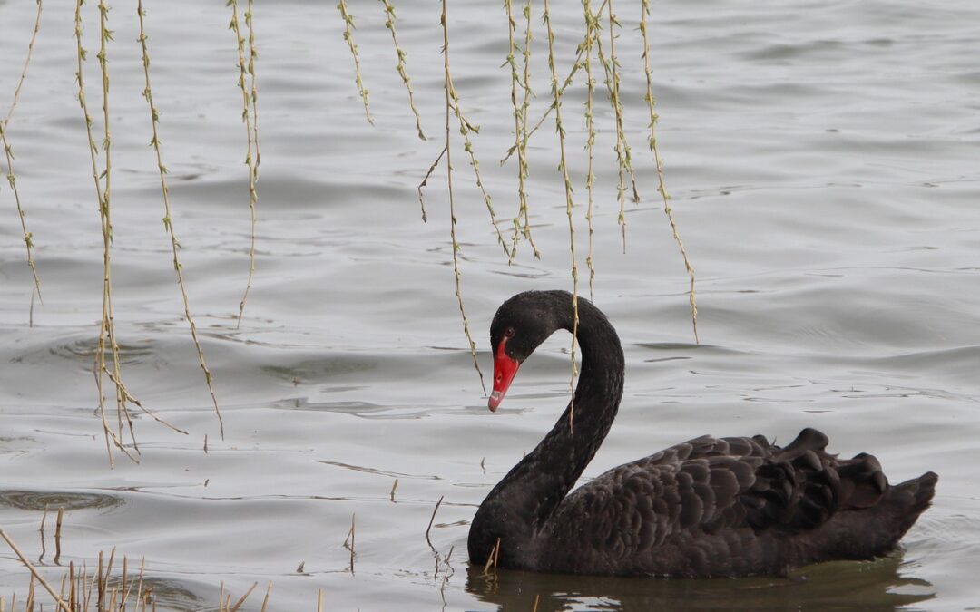 Swan River Valley Snowmobile Rentals, Colorado / Unleash Your Winter…