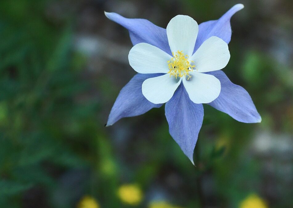 Snowmobile Delivery Blue River, Colorado &raquo; Quick Scoop: Winter’s Essential…