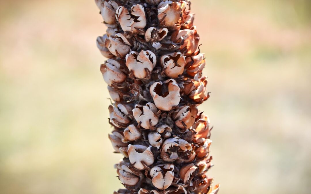 Snowmobile Delivery Breckenridge, Colorado &raquo; Your Snowmobile Adventure Starts Right…