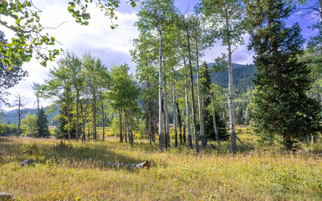 Snowmobile Delivery Frisco, Colorado | TL;DR: Tired Of Hauling Your…