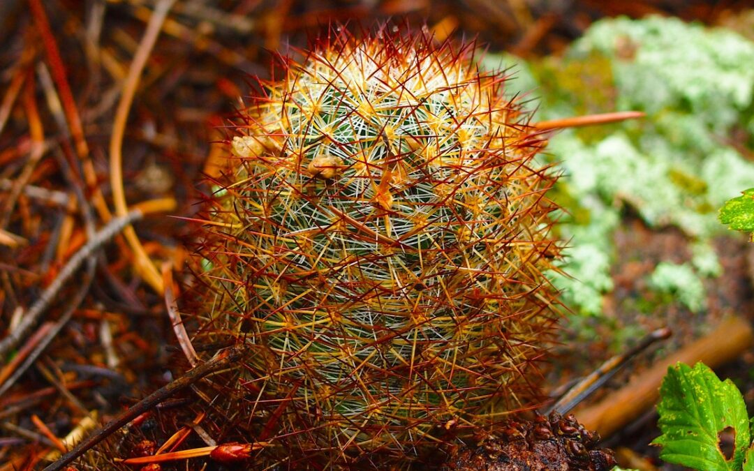 Snowmobile Delivery Keystone, Colorado – Quick Scoop: Your Keystone Sled…