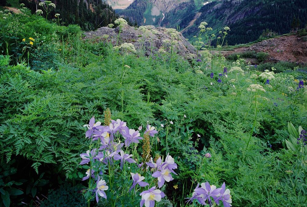 Snowmobile Delivery Keystone, Colorado: Keystone’s Winter Wonders: Your Snowmobile Adventure…