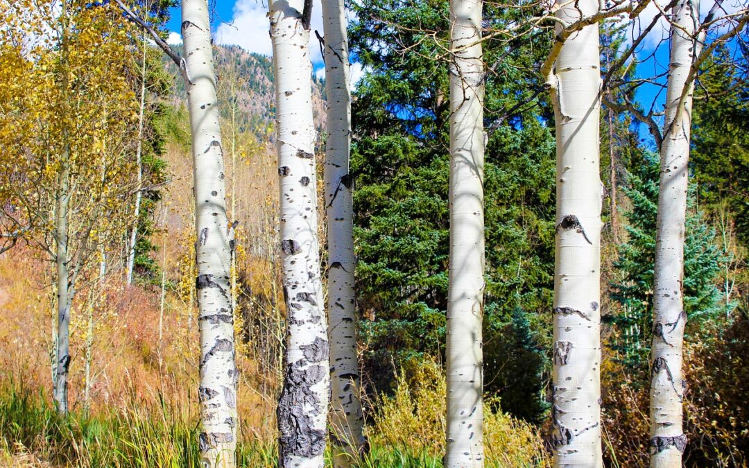 Snowmobile Rental Delivery Near Me Colorado Rockies ~ Unleash Your…