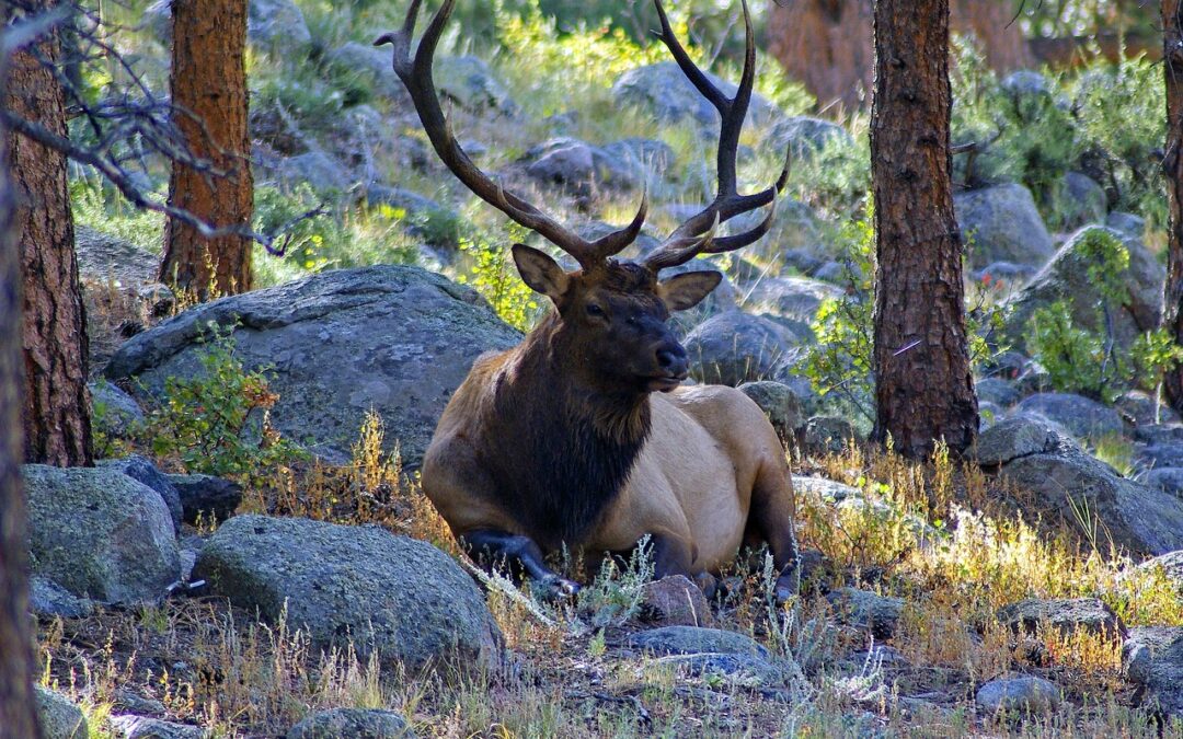 Snowmobile Rental Delivery Near Me Colorado Rockies / Your Ultimate…