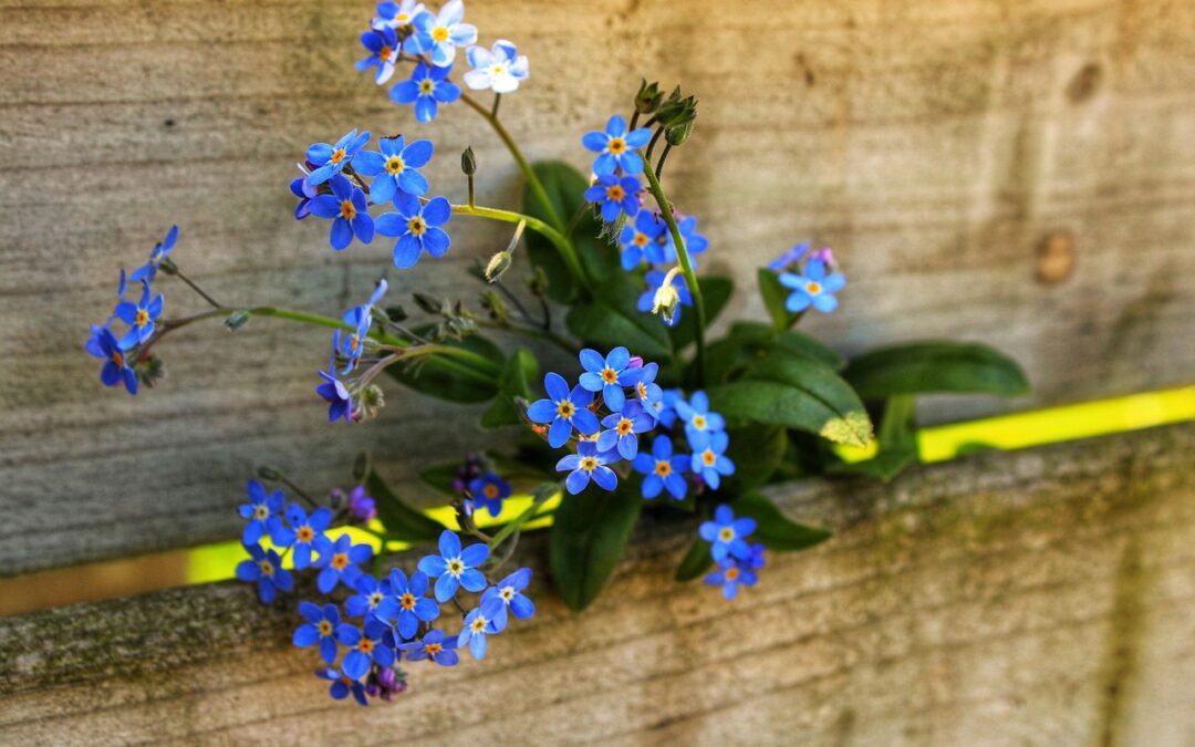 Snowmobile Rental Near Me &raquo; Unleash Your Inner Snow Explorer:…