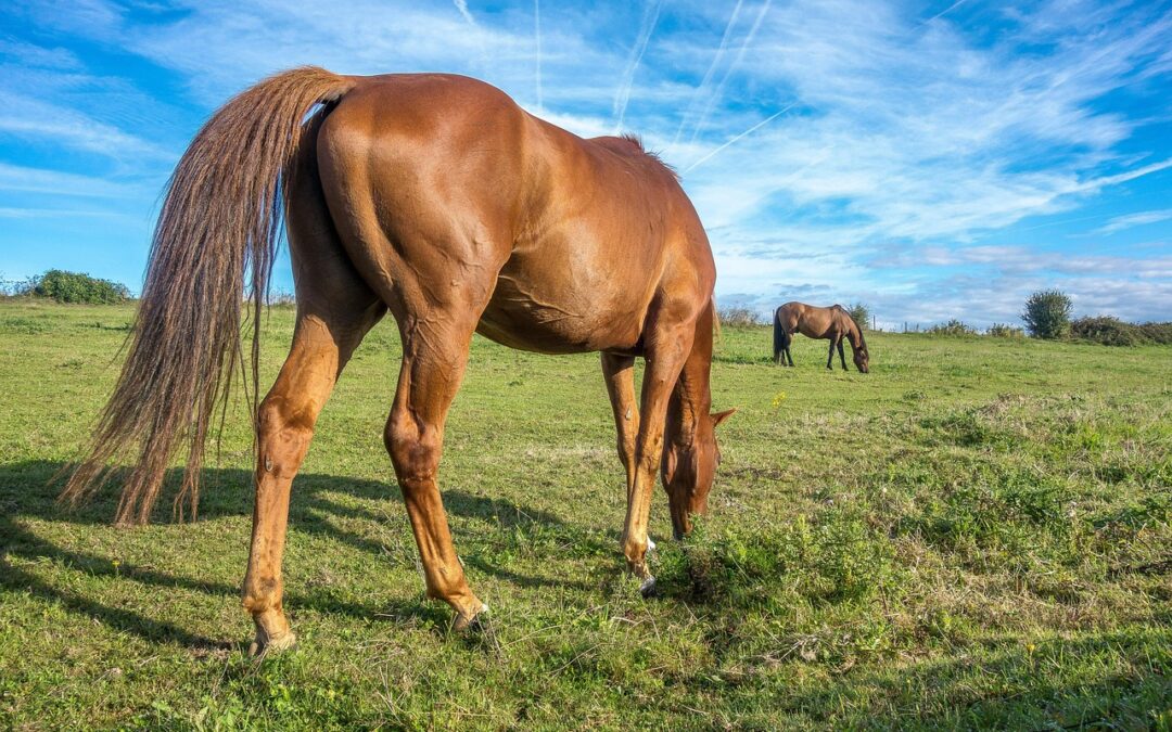 Snowmobile Rental Near Me &raquo; Rev Up Your Winter Fun:…