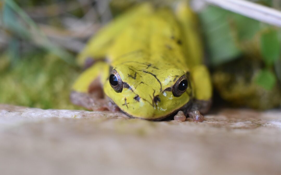 Snowmobile Rental Near Me – Summit County Snowmobile Rentals: Your…