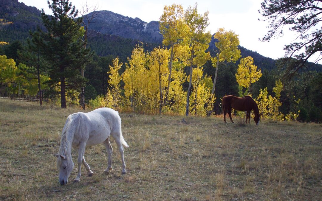 Snowmobile Rentals Dillon, Colorado: Quick Scoop! Dreaming Of Zooming Through…