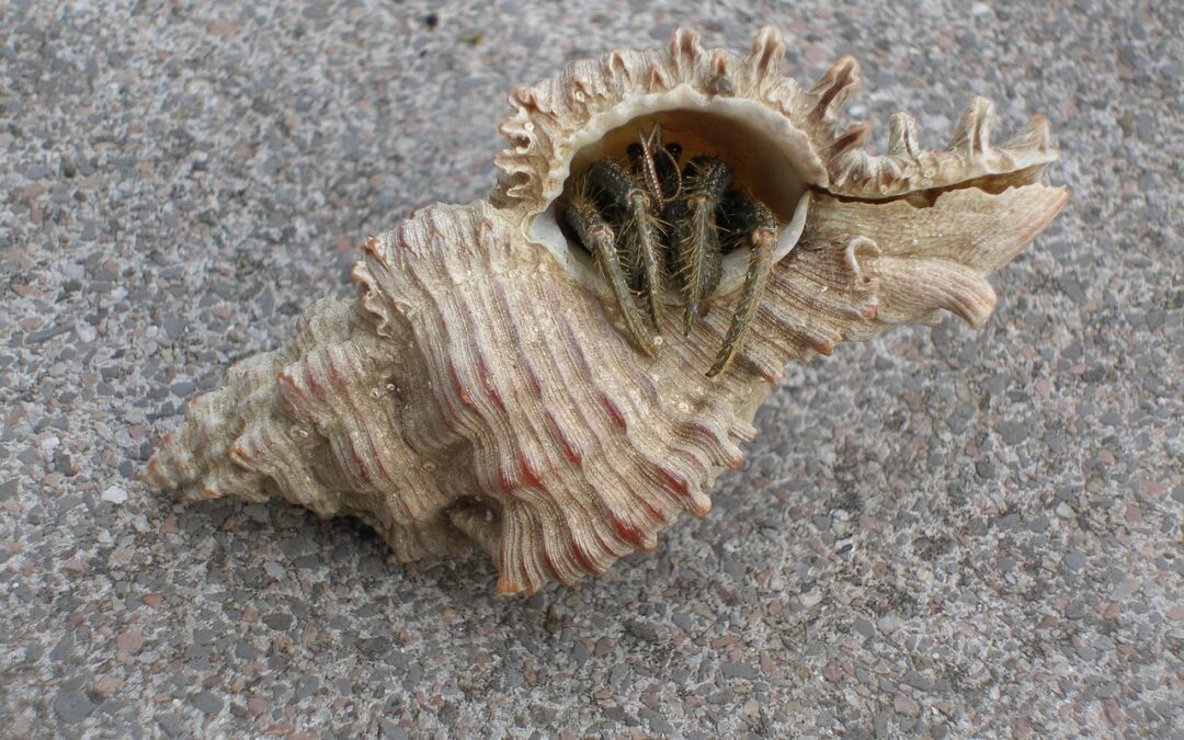 Snowmobile Rentals Keystone, Colorado ~ Unleash Your Inner Explorer: Snowmobiling…