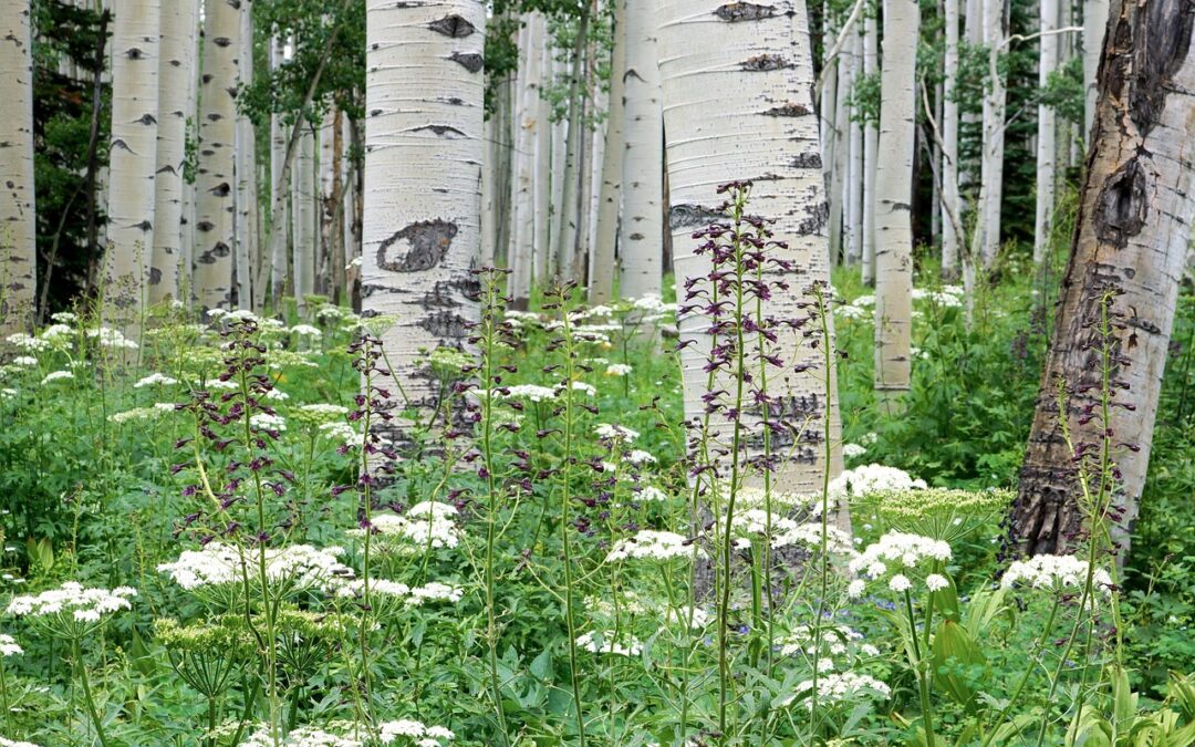 Snowmobile Rentals Keystone, Colorado &raquo; Your Fast Track To Fun:…