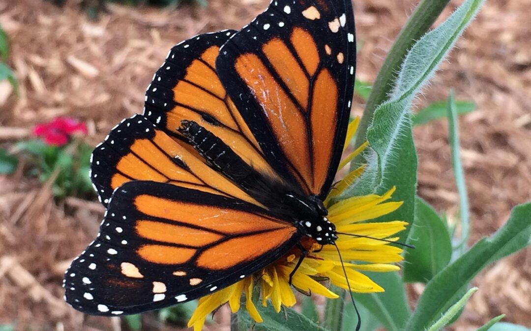 Snowmobile Rentals Silverthorne, Colorado | Ready For An Amazing Winter…