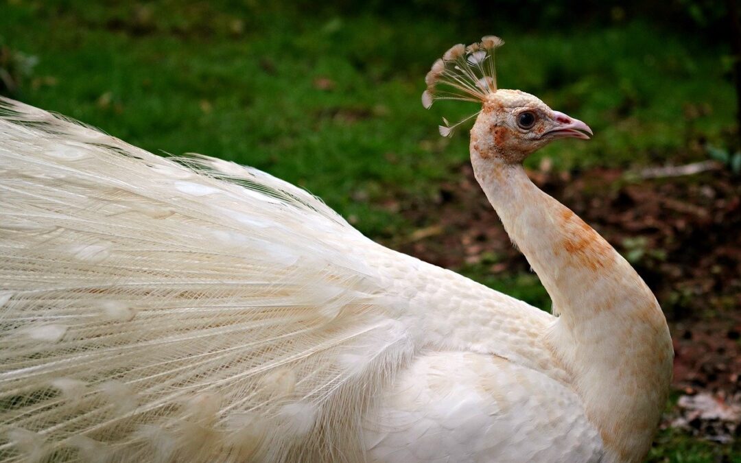 📈 Long-Tail Conversion Keywords: 🚀 Unlocking Your Ultimate Colorado Sledding…