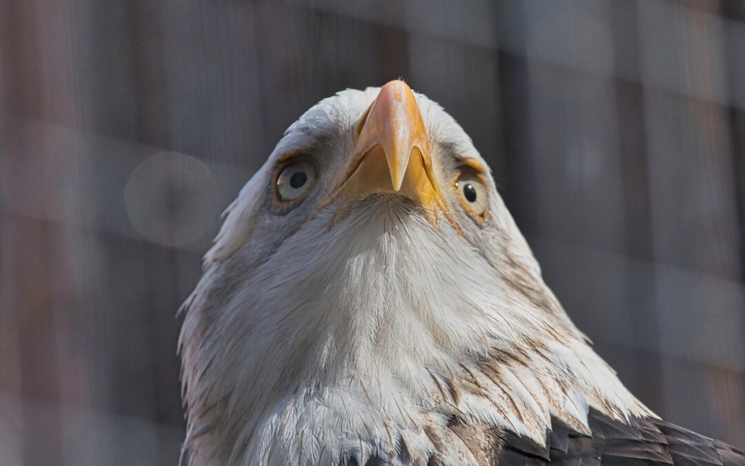 🛷 Service + Delivery Keywords – Your Snowmobile’s Secret Weapons:…